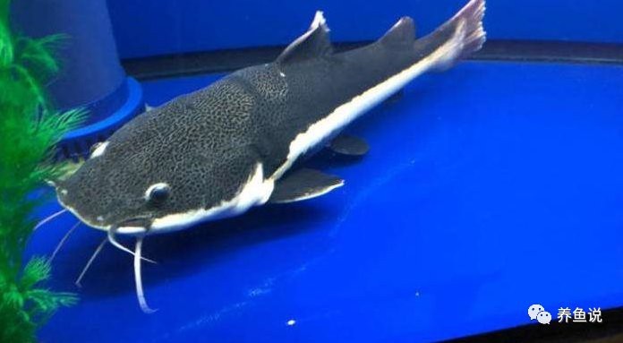 底濾魚缸怎么吸走糞便【底濾魚缸如何吸走糞便】