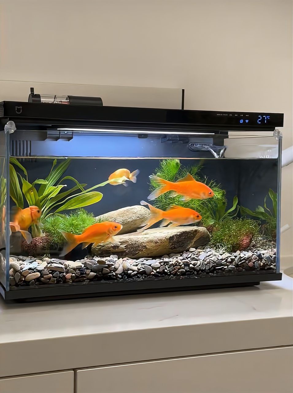 底濾魚缸怎么吸走糞便【底濾魚缸如何吸走糞便】
