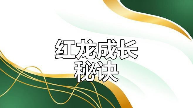 紅龍燈光如何擺放？【紅龍燈光擺放技巧】