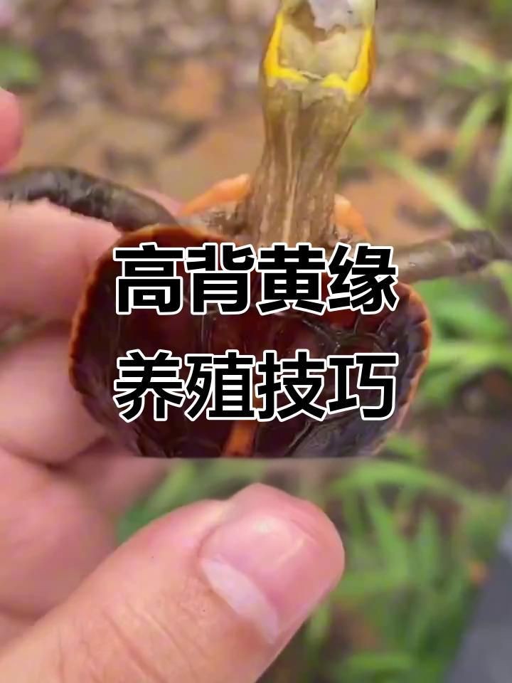 高背龜的選購技巧【烏龜高低背影響健康嗎】 高背龜的選購技巧【烏龜高低背影響健康嗎】 龍魚百科 第1張
