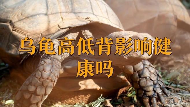 高背龜的選購技巧【烏龜高低背影響健康嗎】 高背龜的選購技巧【烏龜高低背影響健康嗎】 龍魚百科 第2張