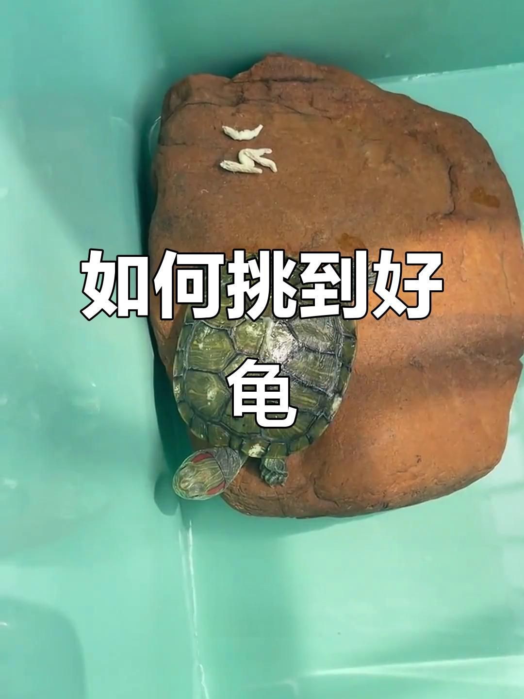 高背龜的選購技巧【烏龜高低背影響健康嗎】 高背龜的選購技巧【烏龜高低背影響健康嗎】 龍魚百科 第3張