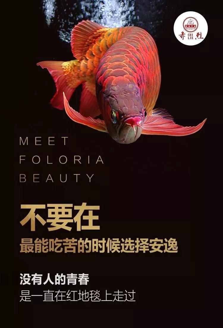 龍魚(yú)眼睛有白膜要緊嗎【龍魚(yú)眼睛出現(xiàn)白膜是怎么回事龍魚(yú)眼睛出現(xiàn)白膜是怎么回事】