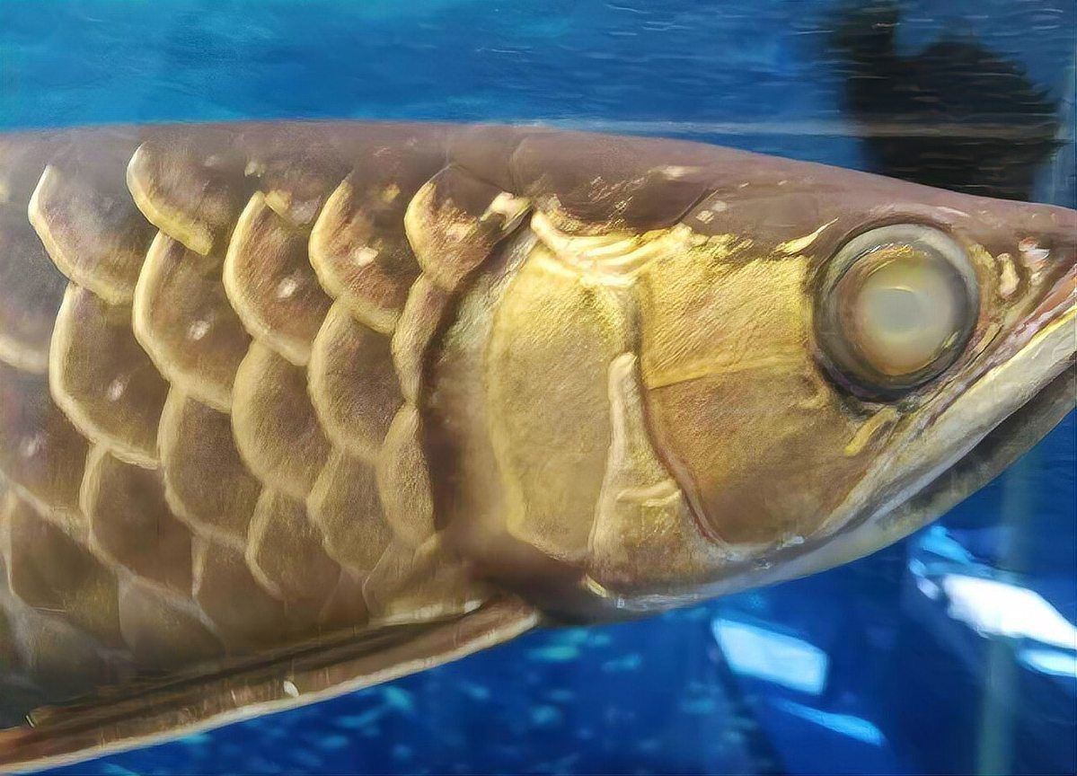 龍魚眼睛有白膜要緊嗎【龍魚眼睛出現白膜是怎么回事龍魚眼睛出現白膜是怎么回事】