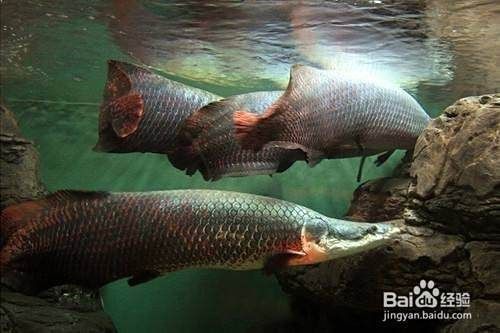 海象魚最忌三種東西【海象魚如何人工飼養(yǎng)】
