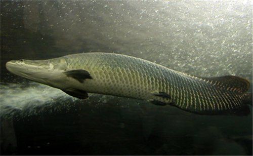 海象魚最忌三種東西【海象魚如何人工飼養(yǎng)】