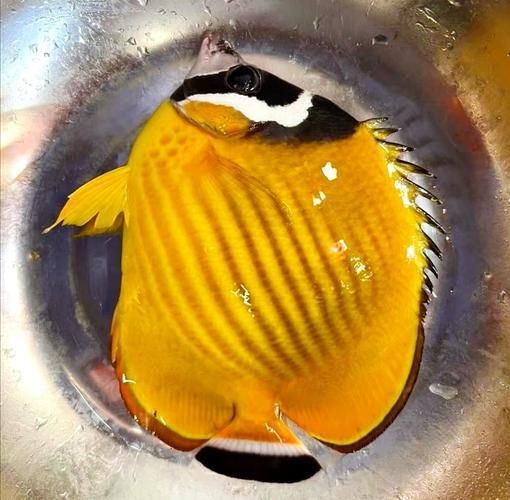 可以吃的蝴蝶魚圖片【可以吃的蝴蝶魚圖片——淄博】 可以吃的蝴蝶魚圖片【可以吃的蝴蝶魚圖片——淄博】 龍魚百科 第9張
