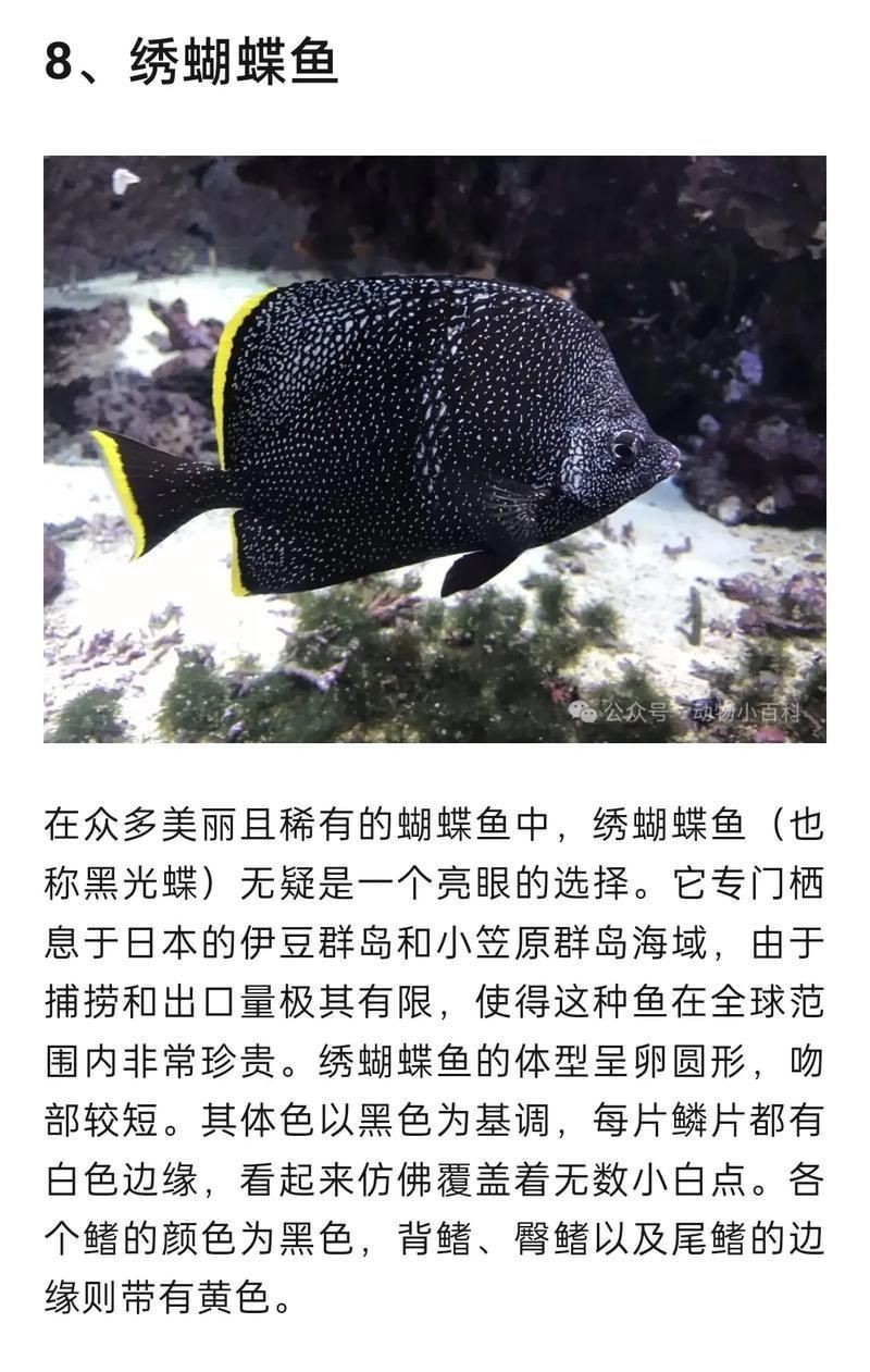 可以吃的蝴蝶魚圖片【可以吃的蝴蝶魚圖片——淄博】 可以吃的蝴蝶魚圖片【可以吃的蝴蝶魚圖片——淄博】 龍魚百科 第22張