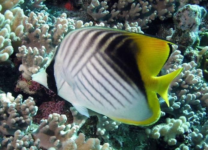 可以吃的蝴蝶魚圖片【可以吃的蝴蝶魚圖片——淄博】 可以吃的蝴蝶魚圖片【可以吃的蝴蝶魚圖片——淄博】 龍魚百科 第24張