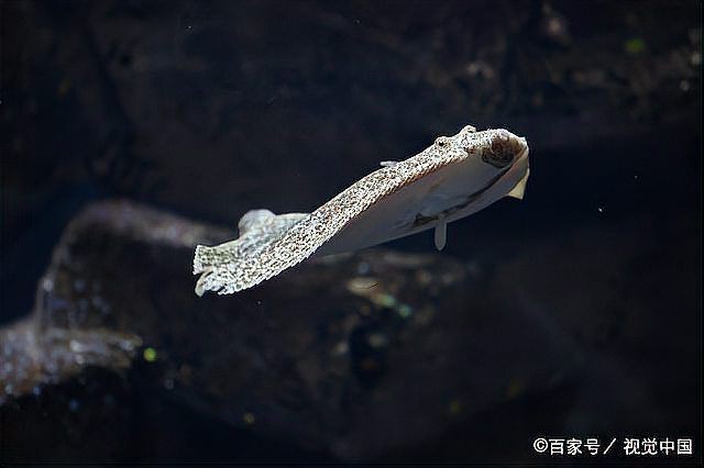 可以吃的蝴蝶魚圖片【可以吃的蝴蝶魚圖片——淄博】 可以吃的蝴蝶魚圖片【可以吃的蝴蝶魚圖片——淄博】 龍魚百科 第28張