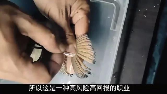 金龍魚的美容費用為何如此高？【小馬侃農業，“龍魚美容師”—有錢人的新型游戲】