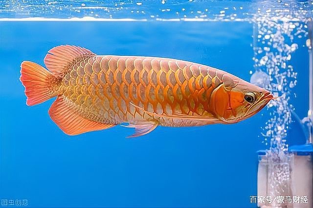 金龍魚的美容費用為何如此高？【小馬侃農業，“龍魚美容師”—有錢人的新型游戲】