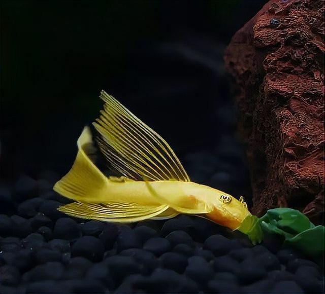 女王大帆怎么喂南瓜【女王大帆異型魚的科學喂養指南】