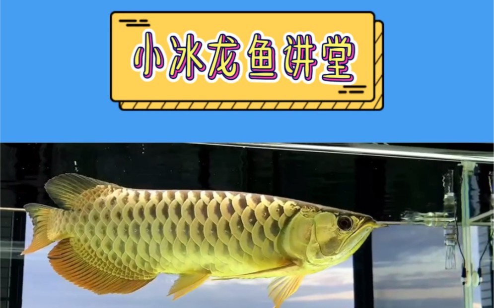 金龍魚(yú)中哪種血統(tǒng)最珍貴？【探討金龍魚(yú)中哪種血統(tǒng)最珍貴金龍魚(yú)品種最好及排名】