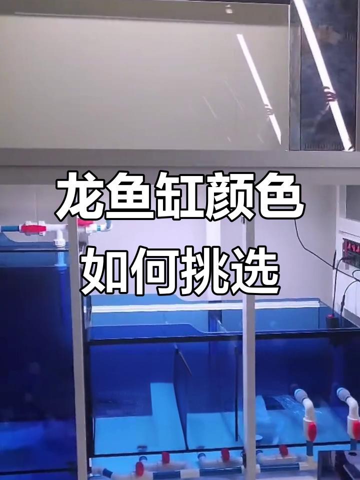 龍魚底色與品種的關系【你是不是不會鑒別龍魚品種】
