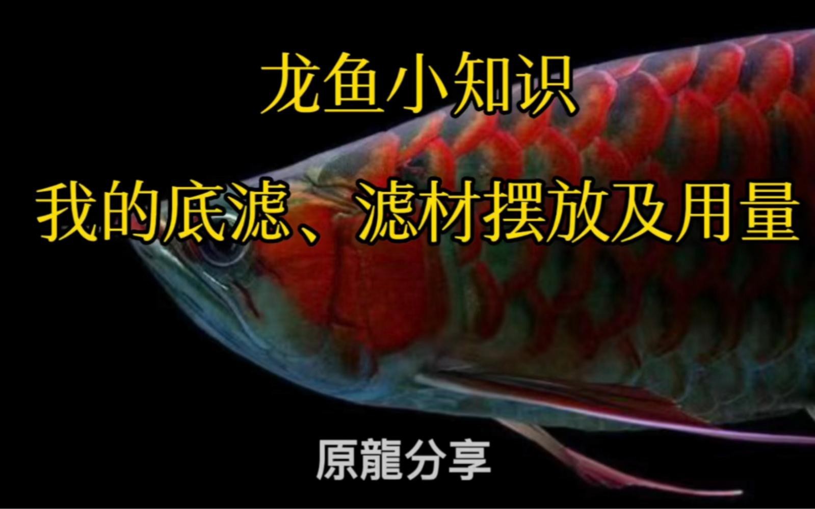 龍魚飼養需要哪些專業濾材【如何選擇適合龍魚飼養的濾材】 龍魚飼養需要哪些專業濾材【如何選擇適合龍魚飼養的濾材】 龍魚百科 第3張