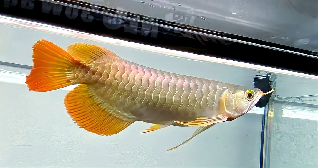 龍魚黑霉病的癥狀有哪些？【農(nóng)情萬家龍魚跳缸后竟得水霉病，原因竟然是這個操作！】