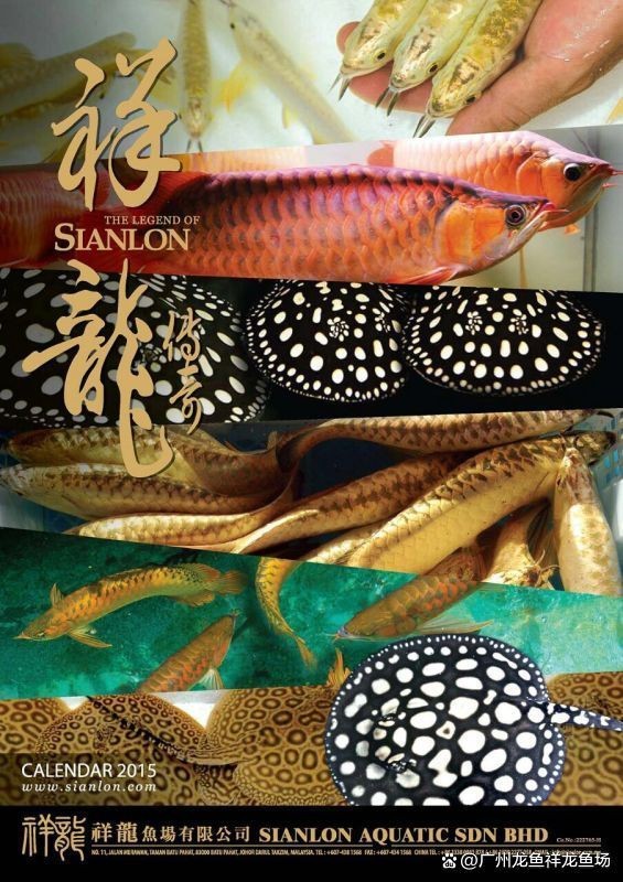 龍魚黑霉病的癥狀有哪些？【農(nóng)情萬家龍魚跳缸后竟得水霉病，原因竟然是這個操作！】