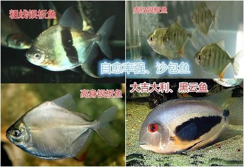 虎紋銀板魚圖片【《虎紋銀板魚：神秘水族的奇妙呈現》】