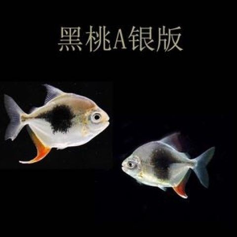 虎紋銀板魚圖片【《虎紋銀板魚：神秘水族的奇妙呈現》】