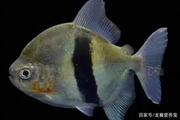 虎紋銀板魚圖片【《虎紋銀板魚：神秘水族的奇妙呈現》】
