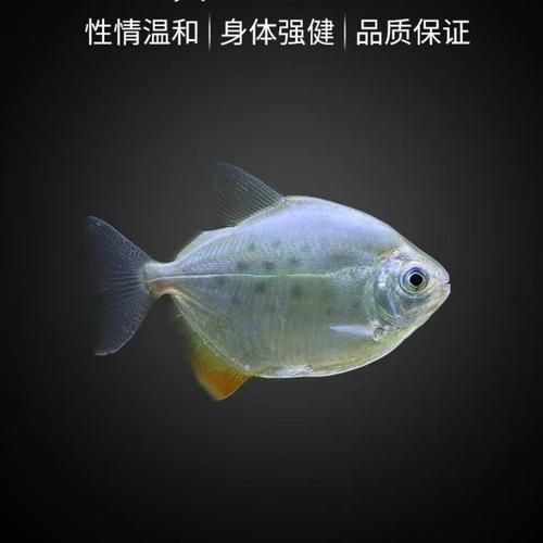 虎紋銀板魚圖片【《虎紋銀板魚：神秘水族的奇妙呈現》】