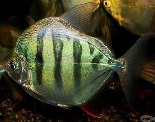 虎紋銀板魚圖片【《虎紋銀板魚：神秘水族的奇妙呈現》】