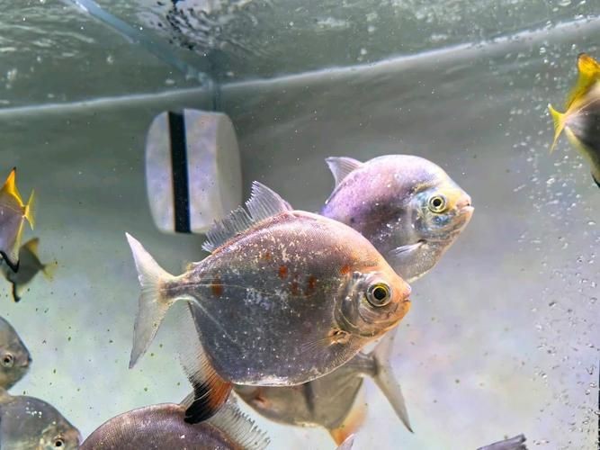 虎紋銀板魚圖片【《虎紋銀板魚：神秘水族的奇妙呈現》】