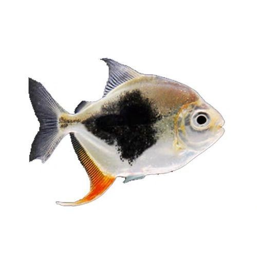 虎紋銀板魚圖片【《虎紋銀板魚：神秘水族的奇妙呈現》】