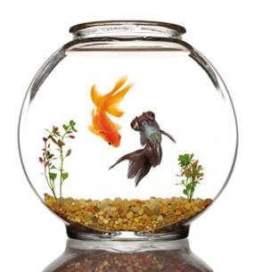 金魚缸圖片大全【《金魚缸圖片大全》*《金魚缸圖片大全》】