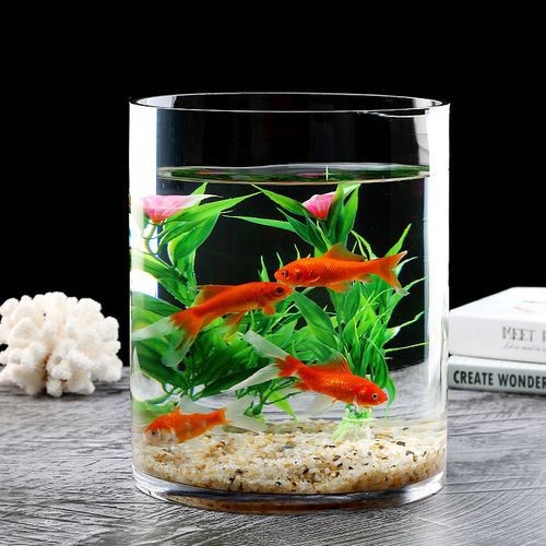 金魚缸圖片大全【《金魚缸圖片大全》*《金魚缸圖片大全》】