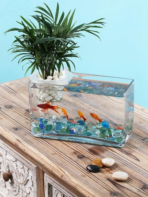 金魚缸圖片大全【《金魚缸圖片大全》*《金魚缸圖片大全》】