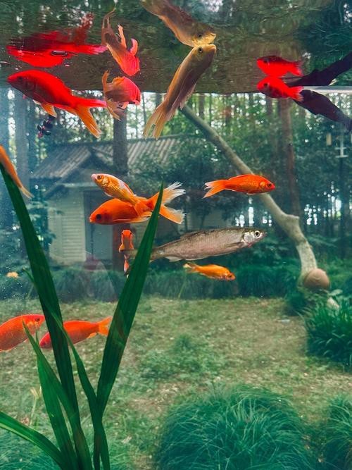 金魚缸圖片大全【《金魚缸圖片大全》*《金魚缸圖片大全》】