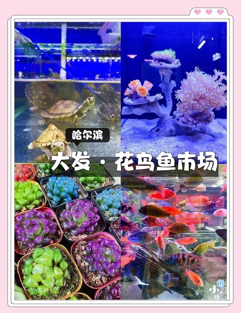 哈爾濱最大觀賞魚批發市場【哈爾濱最大觀賞魚批發市場哈爾濱道外花鳥魚市場探秘到底是誰】 哈爾濱最大觀賞魚批發市場【哈爾濱最大觀賞魚批發市場哈爾濱道外花鳥魚市場探秘到底是誰】 龍魚論壇 第5張