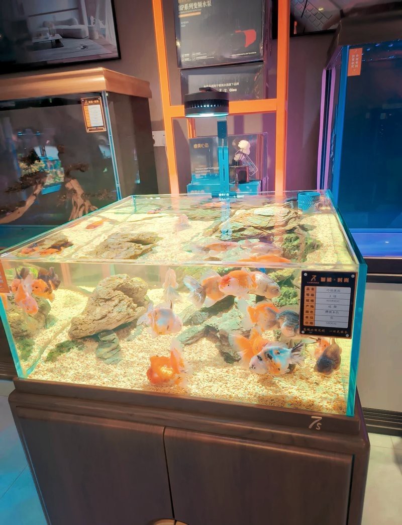 哈爾濱最大觀賞魚批發市場【哈爾濱最大觀賞魚批發市場哈爾濱道外花鳥魚市場探秘到底是誰】 哈爾濱最大觀賞魚批發市場【哈爾濱最大觀賞魚批發市場哈爾濱道外花鳥魚市場探秘到底是誰】 龍魚論壇 第2張