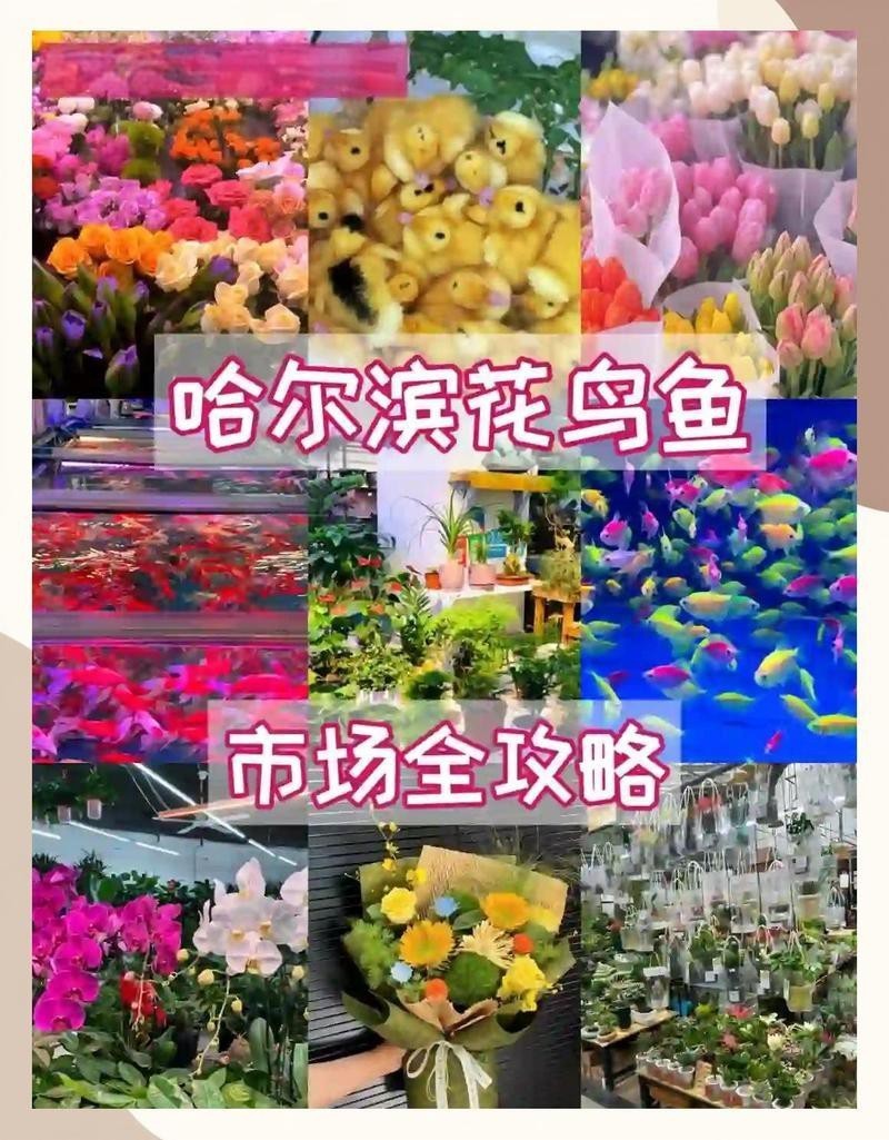 哈爾濱最大觀賞魚批發市場【哈爾濱最大觀賞魚批發市場哈爾濱道外花鳥魚市場探秘到底是誰】 哈爾濱最大觀賞魚批發市場【哈爾濱最大觀賞魚批發市場哈爾濱道外花鳥魚市場探秘到底是誰】 龍魚論壇 第7張