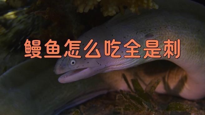 鰻魚為什么那么多小刺【鰻魚小刺多是什么原因】 鰻魚為什么那么多小刺【鰻魚小刺多是什么原因】 龍魚百科 第5張