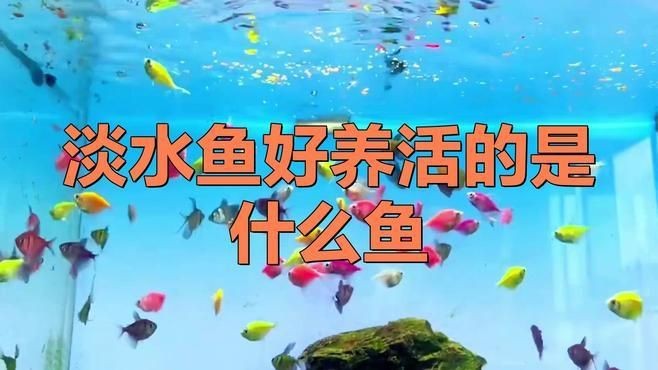 露天小院魚池什么魚好養【露天小院魚池什么魚好養愛寵顧問露天小院魚池養什么魚好養活】
