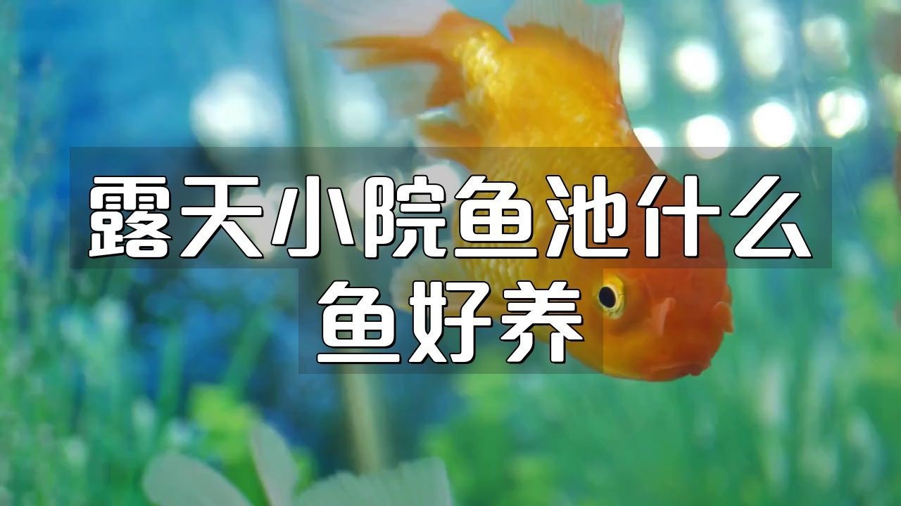 露天小院魚池什么魚好養【露天小院魚池什么魚好養愛寵顧問露天小院魚池養什么魚好養活】