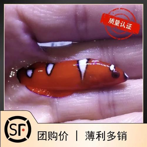 紅龍魚身上有白點圖片【紅龍魚身上出現白點怎么辦】 紅龍魚身上有白點圖片【紅龍魚身上出現白點怎么辦】 龍魚論壇 第11張