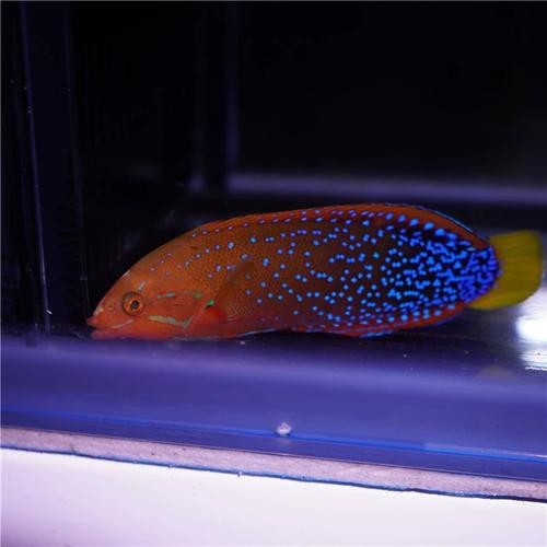 紅龍魚身上有白點圖片【紅龍魚身上出現白點怎么辦】 紅龍魚身上有白點圖片【紅龍魚身上出現白點怎么辦】 龍魚論壇 第13張