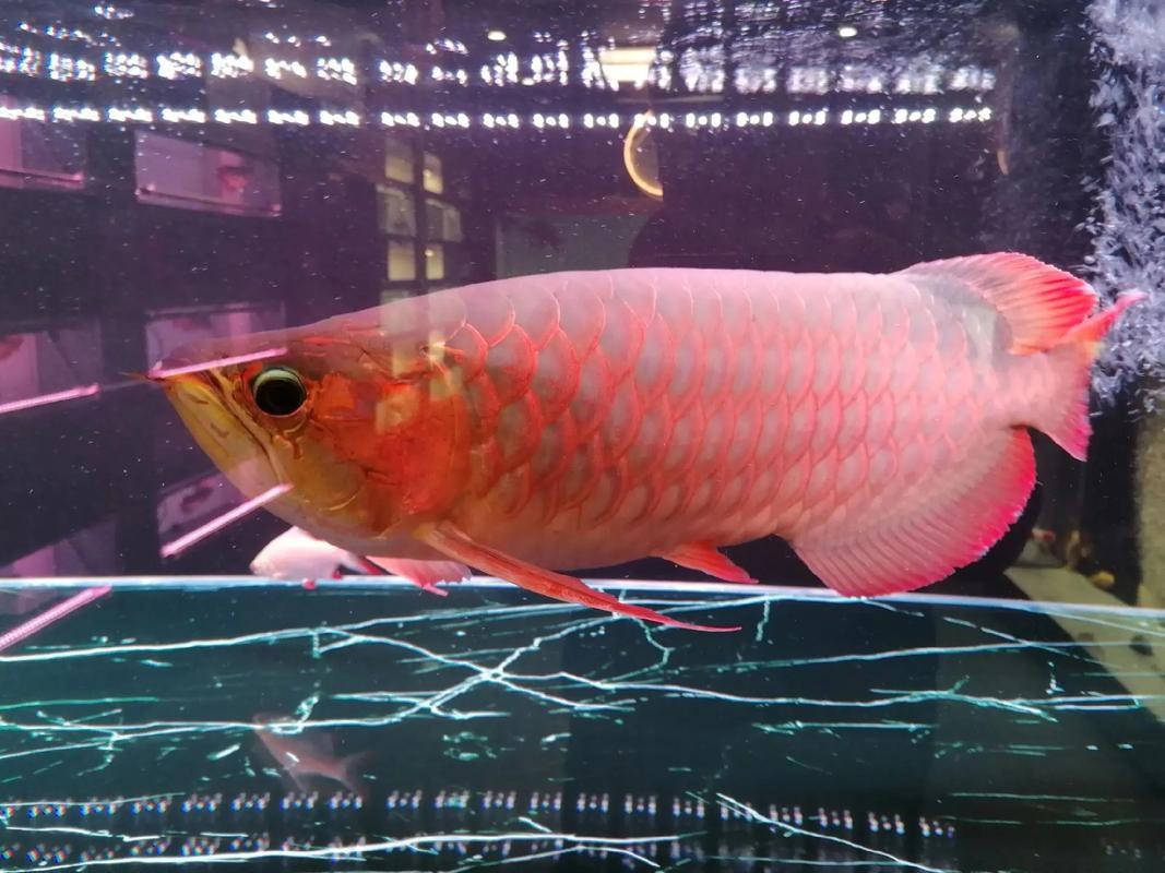 紅龍魚身上有白點圖片【紅龍魚身上出現白點怎么辦】 紅龍魚身上有白點圖片【紅龍魚身上出現白點怎么辦】 龍魚論壇 第16張