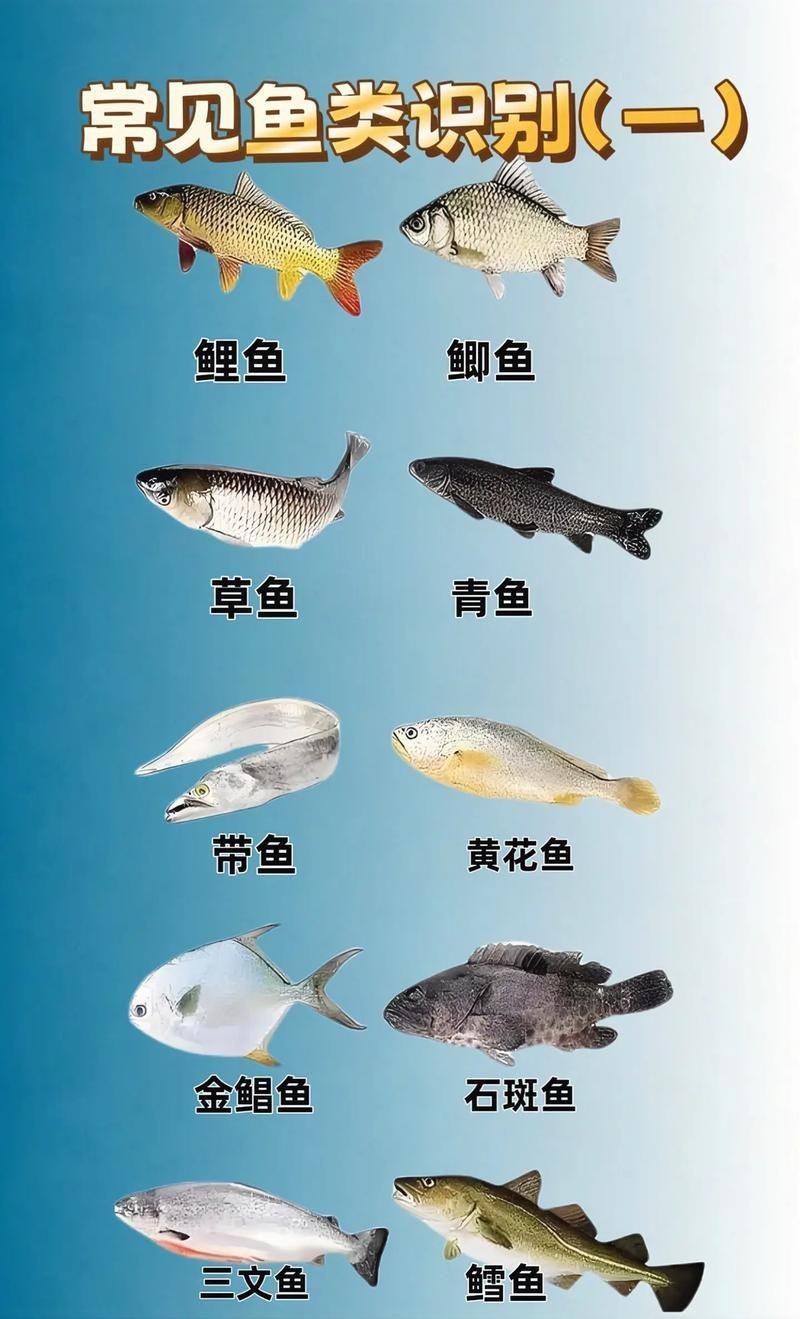 各種魚長什么樣子圖片【300多種觀賞魚圖鑒淡水魚怎么選盤點20種淡水魚的區別】 各種魚長什么樣子圖片【300多種觀賞魚圖鑒淡水魚怎么選盤點20種淡水魚的區別】 龍魚論壇 第13張