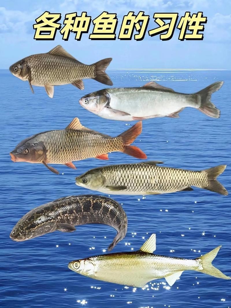 各種魚長什么樣子圖片【300多種觀賞魚圖鑒淡水魚怎么選盤點20種淡水魚的區別】 各種魚長什么樣子圖片【300多種觀賞魚圖鑒淡水魚怎么選盤點20種淡水魚的區別】 龍魚論壇 第16張