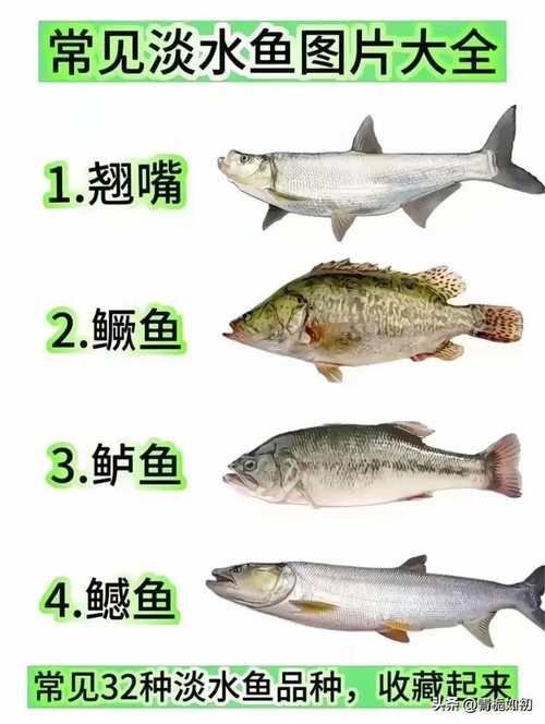 各種魚長什么樣子圖片【300多種觀賞魚圖鑒淡水魚怎么選盤點20種淡水魚的區別】 各種魚長什么樣子圖片【300多種觀賞魚圖鑒淡水魚怎么選盤點20種淡水魚的區別】 龍魚論壇 第14張