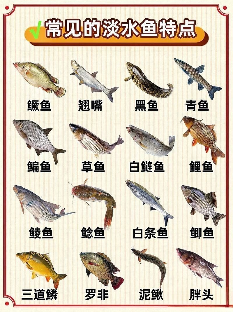 各種魚長什么樣子圖片【300多種觀賞魚圖鑒淡水魚怎么選盤點20種淡水魚的區別】 各種魚長什么樣子圖片【300多種觀賞魚圖鑒淡水魚怎么選盤點20種淡水魚的區別】 龍魚論壇 第20張