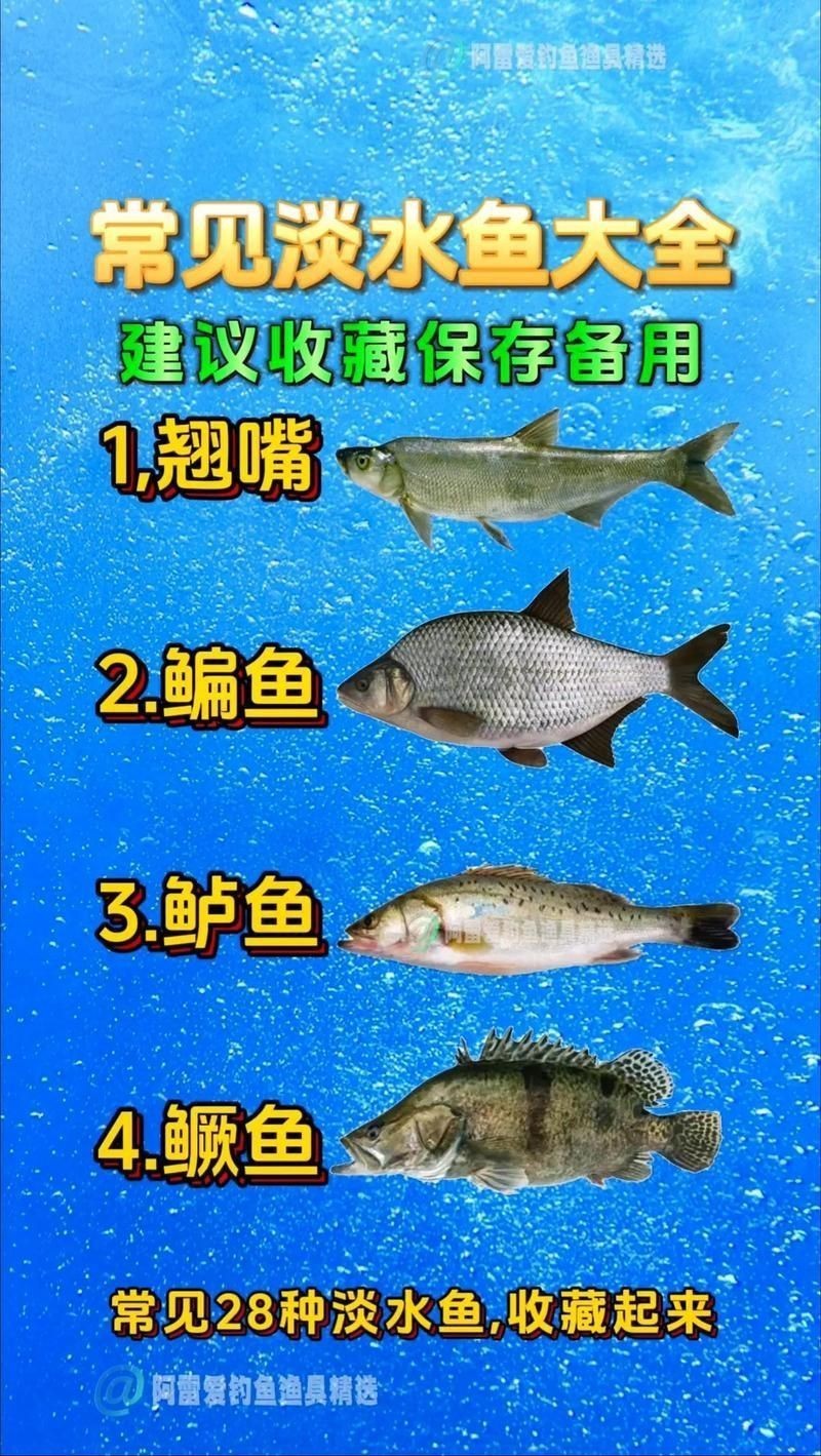各種魚長什么樣子圖片【300多種觀賞魚圖鑒淡水魚怎么選盤點20種淡水魚的區別】 各種魚長什么樣子圖片【300多種觀賞魚圖鑒淡水魚怎么選盤點20種淡水魚的區別】 龍魚論壇 第19張