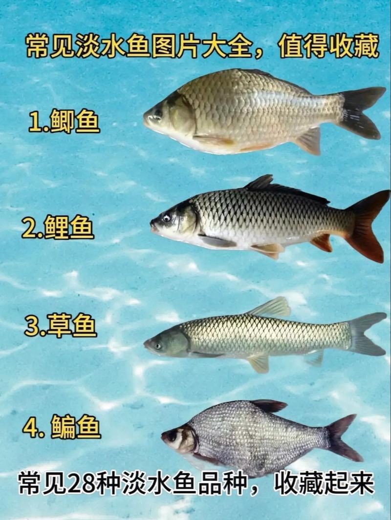 各種魚長什么樣子圖片【300多種觀賞魚圖鑒淡水魚怎么選盤點20種淡水魚的區別】 各種魚長什么樣子圖片【300多種觀賞魚圖鑒淡水魚怎么選盤點20種淡水魚的區別】 龍魚論壇 第22張