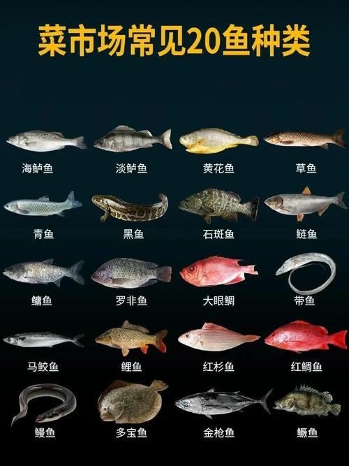 各種魚長什么樣子圖片【300多種觀賞魚圖鑒淡水魚怎么選盤點20種淡水魚的區別】 各種魚長什么樣子圖片【300多種觀賞魚圖鑒淡水魚怎么選盤點20種淡水魚的區別】 龍魚論壇 第23張