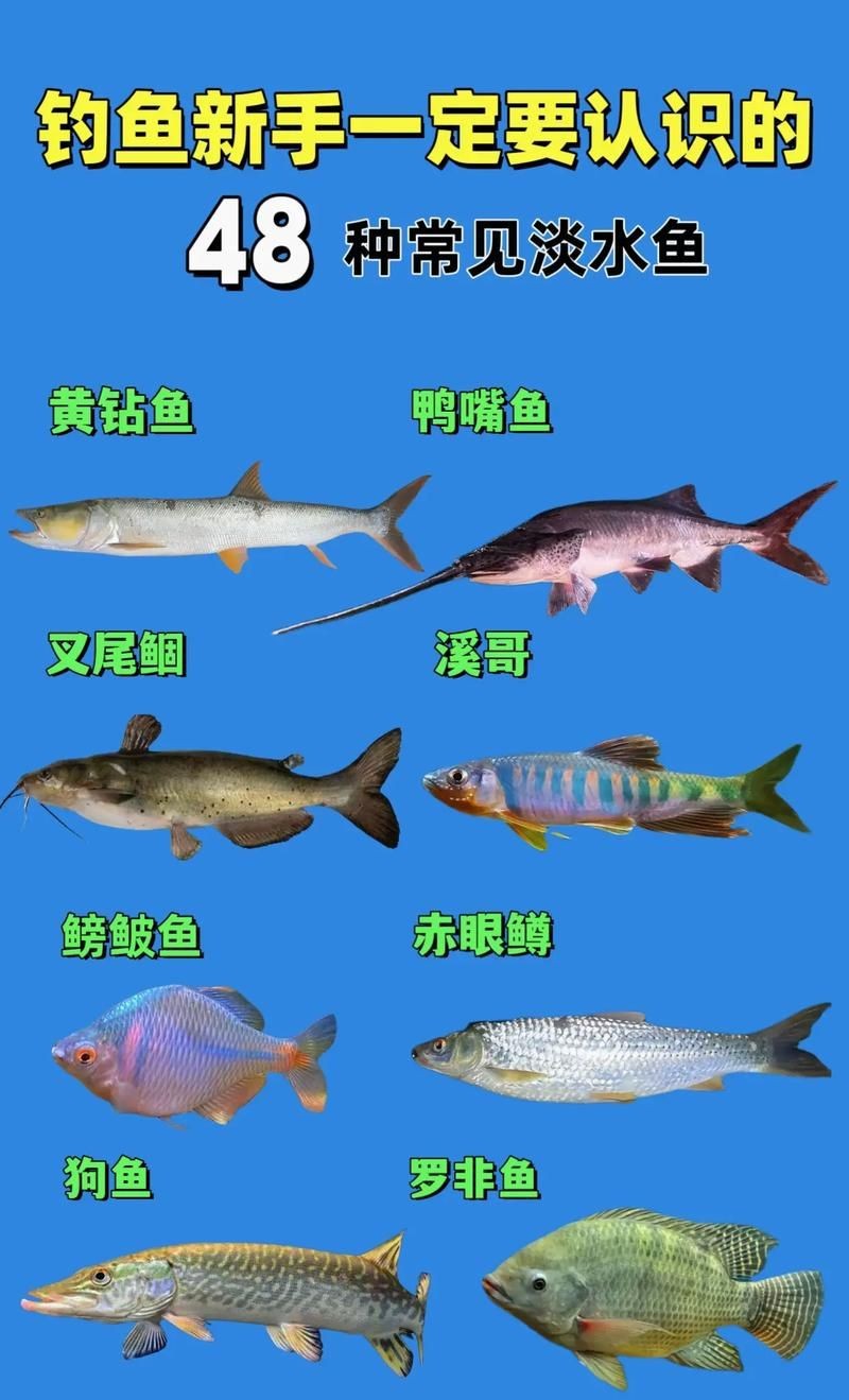 各種魚長什么樣子圖片【300多種觀賞魚圖鑒淡水魚怎么選盤點20種淡水魚的區別】 各種魚長什么樣子圖片【300多種觀賞魚圖鑒淡水魚怎么選盤點20種淡水魚的區別】 龍魚論壇 第21張